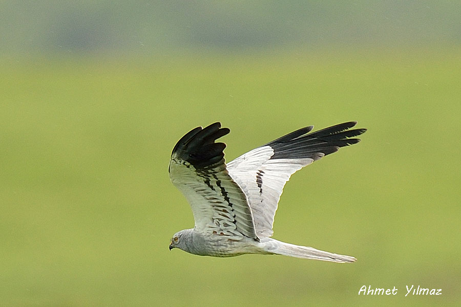 Montagu`s Harrier