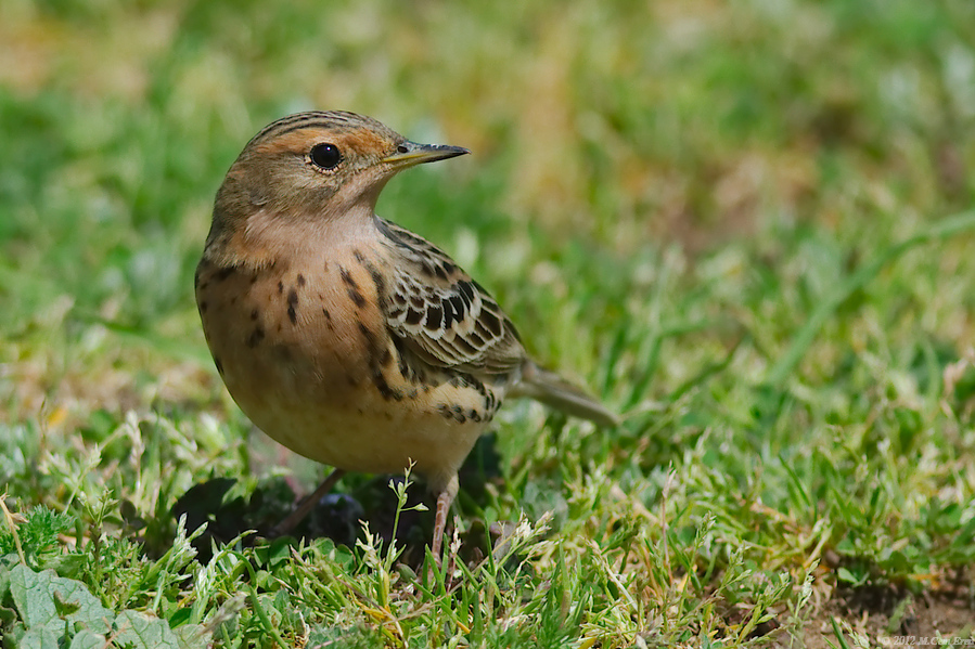 Red-throated Pipit