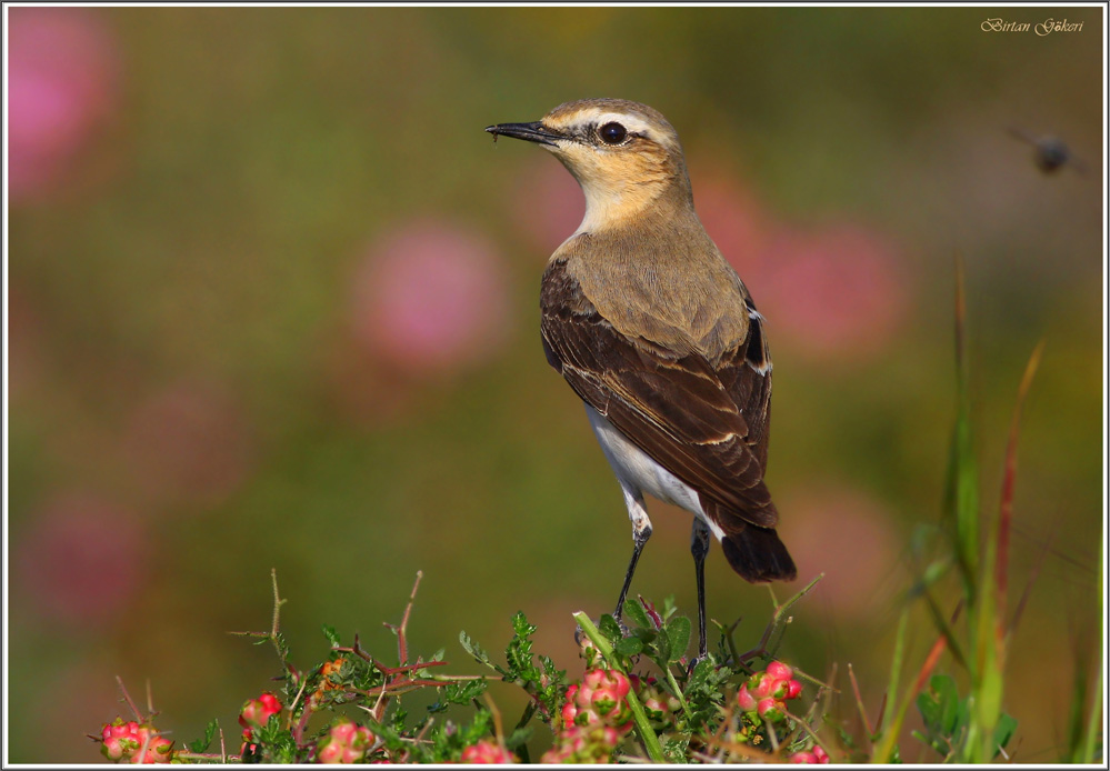 Northern Wheatear