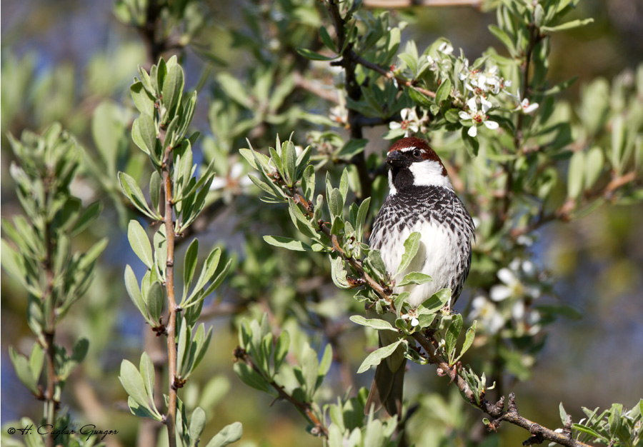 Spanish Sparrow