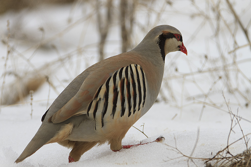 Chukar Partridge