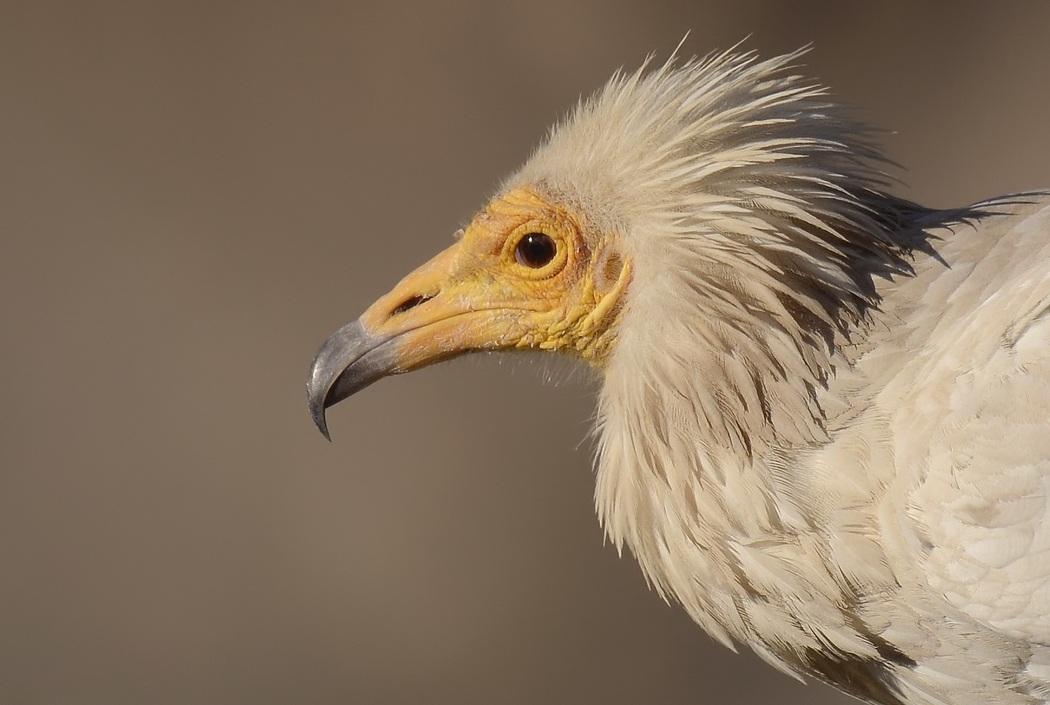 Egyptian Vulture