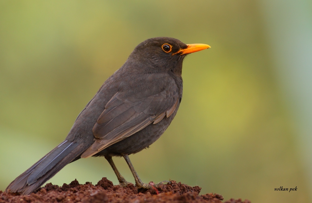 Common Blackbird