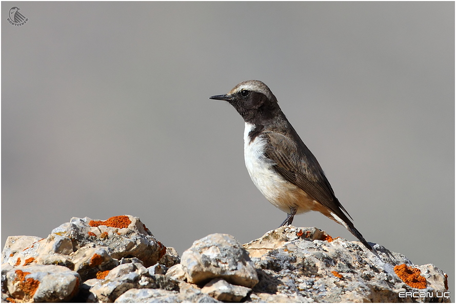Red-tailed Wheatear