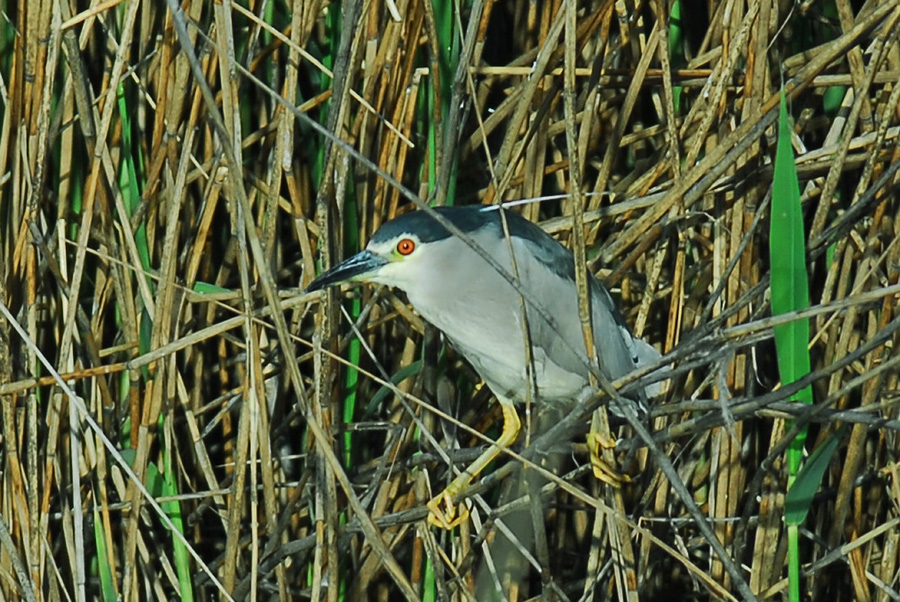 Black-crowned Night Heron