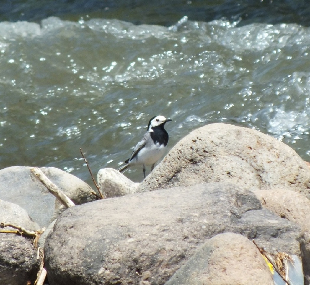 White Wagtail