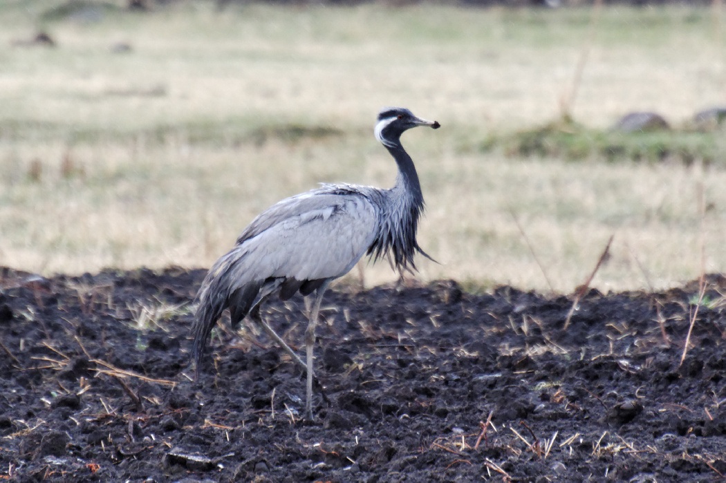 Demoiselle Crane