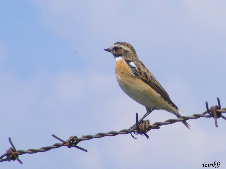 Whinchat