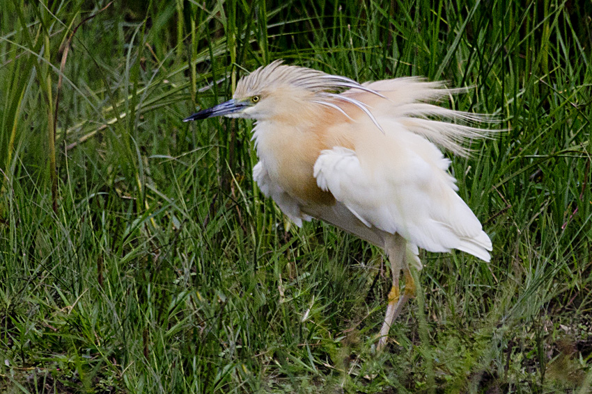 Squacco Heron
