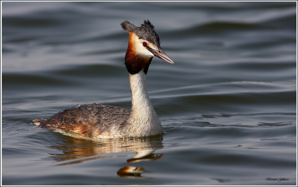 Great Crested Grebe