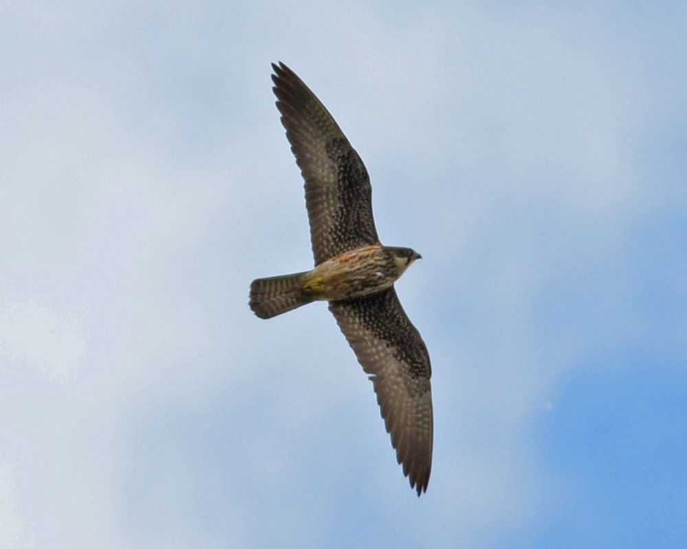 Eleonora`s Falcon