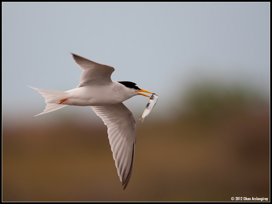 Little Tern