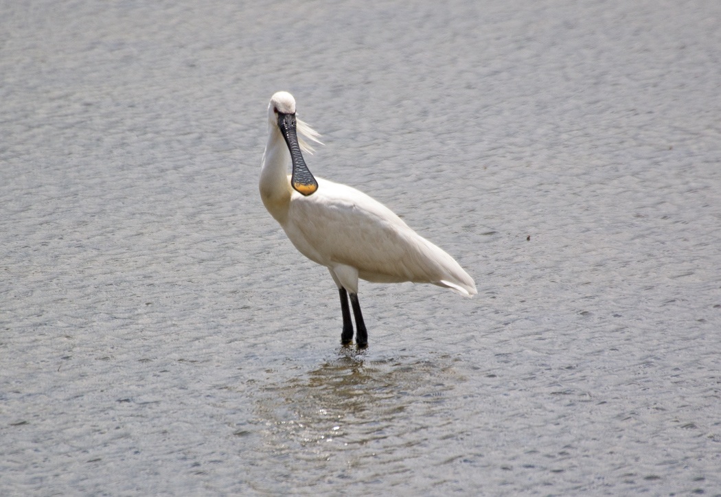 Eurasian Spoonbill