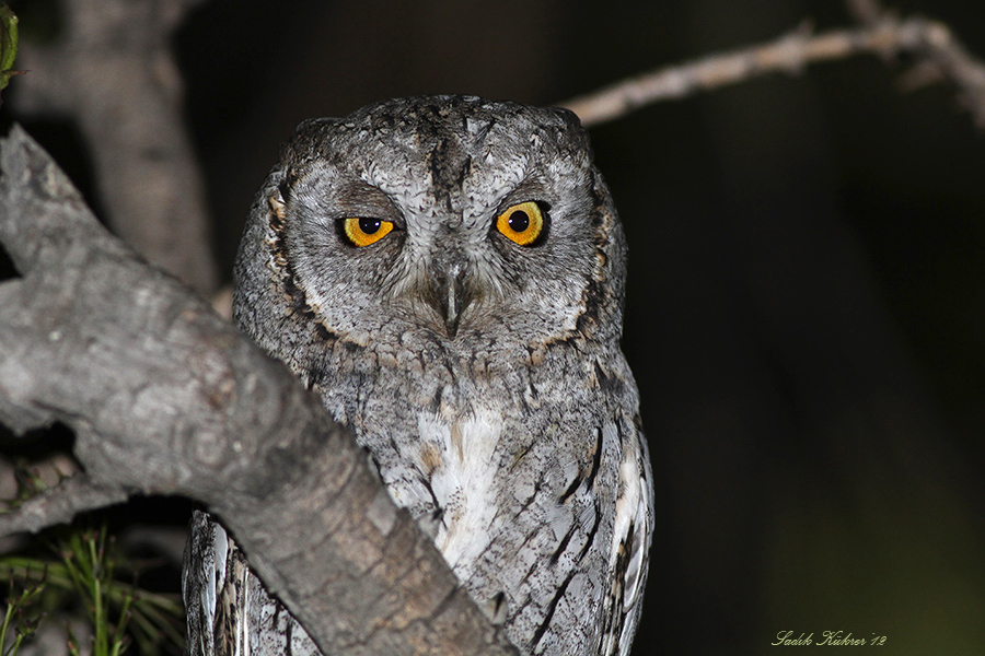 Eurasian Scops Owl