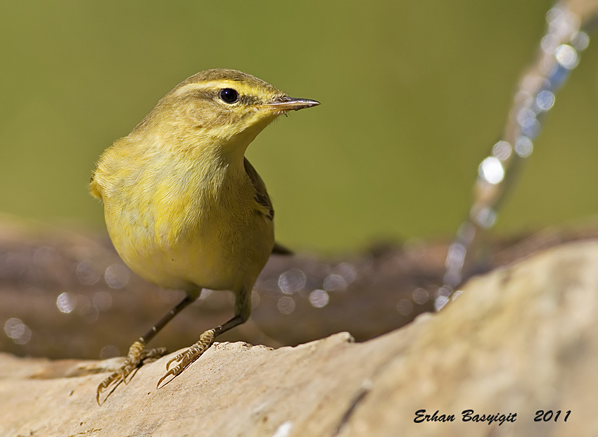 Willow Warbler