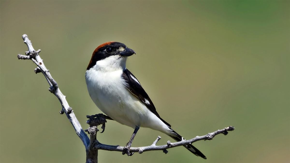 Woodchat Shrike