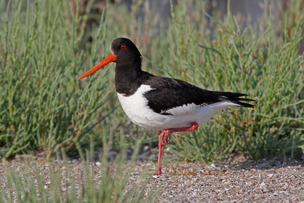 Eurasian Oystercatcher