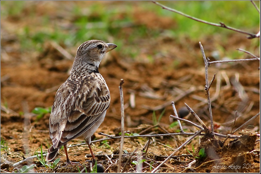 Calandra Lark