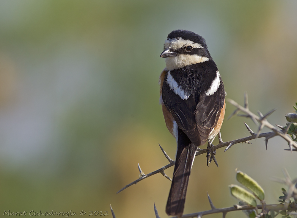 Masked Shrike