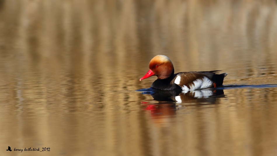 Red-crested Pochard