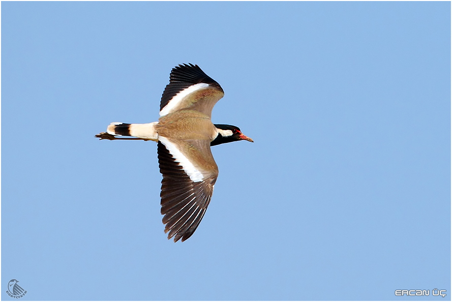 Red-wattled Lapwing