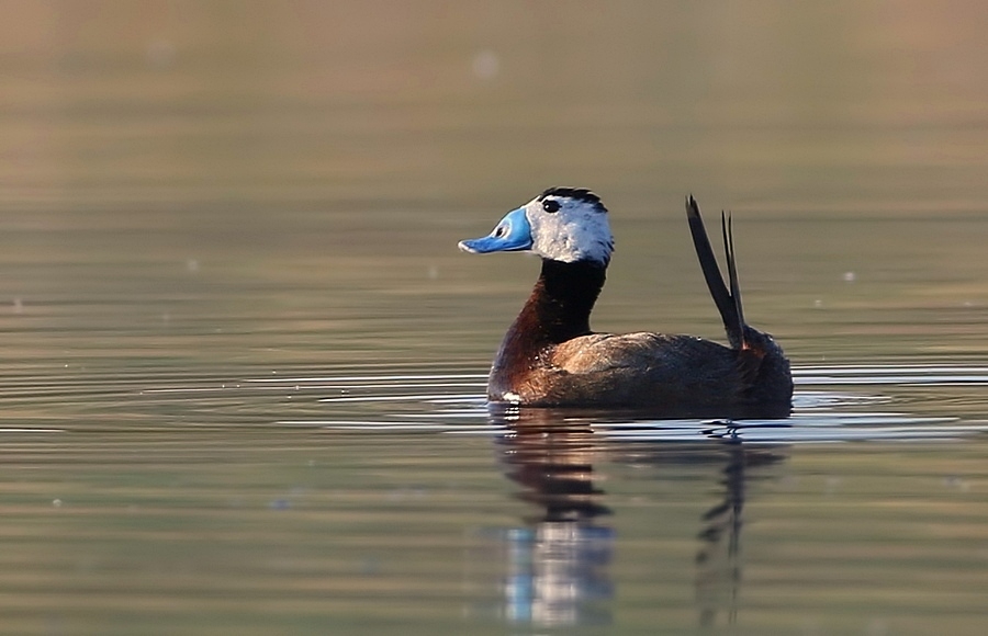 White-headed Duck