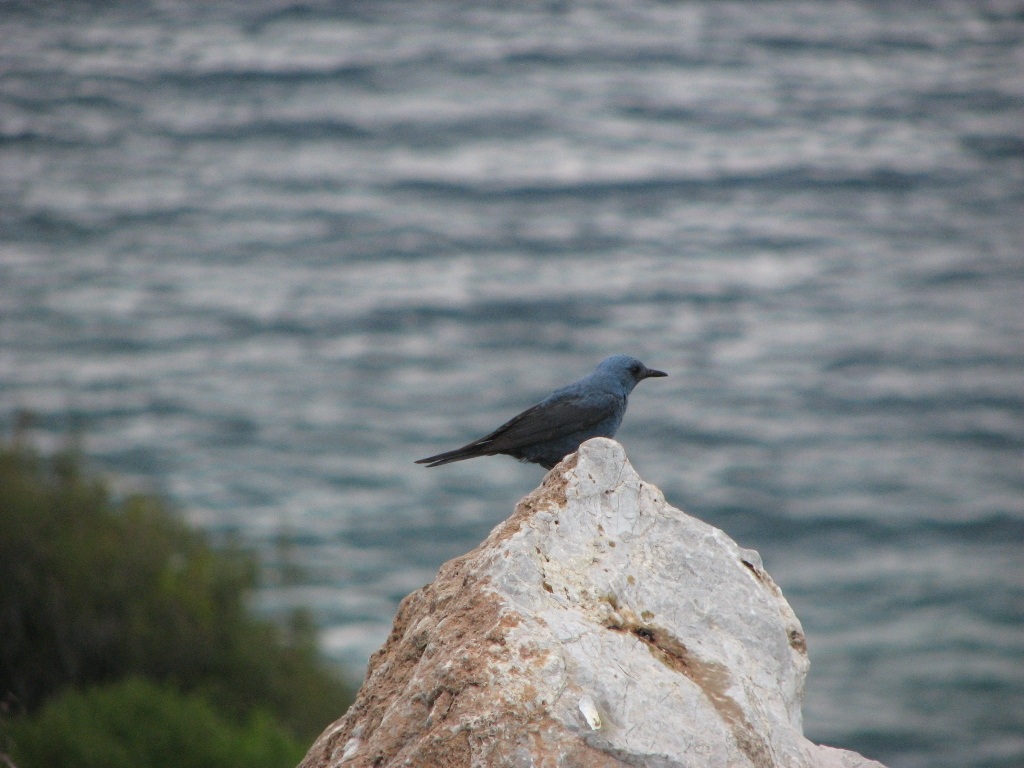 Blue Rock Thrush