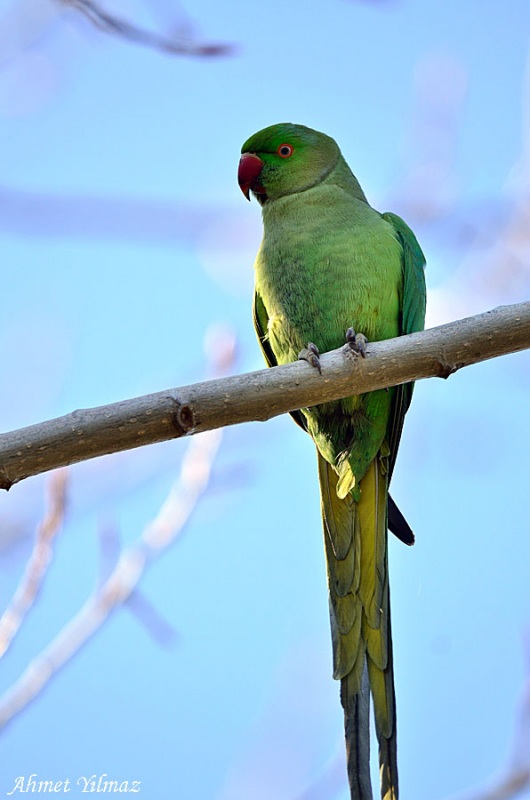 Rose-ringed Parakeet