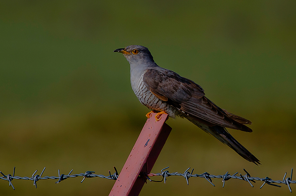 Common Cuckoo