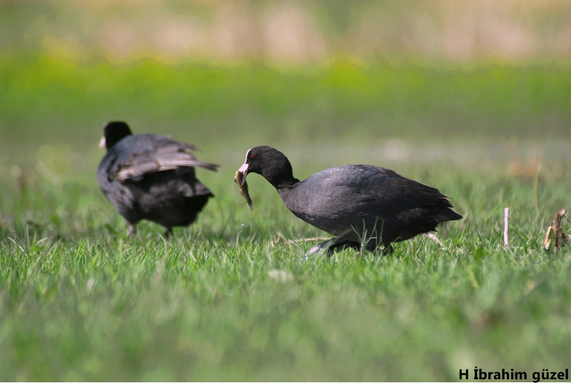 Eurasian Coot