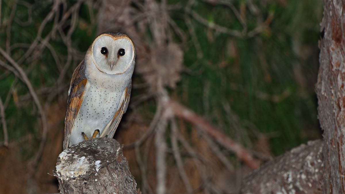 Western Barn Owl