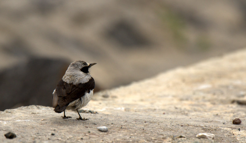 Northern Wheatear