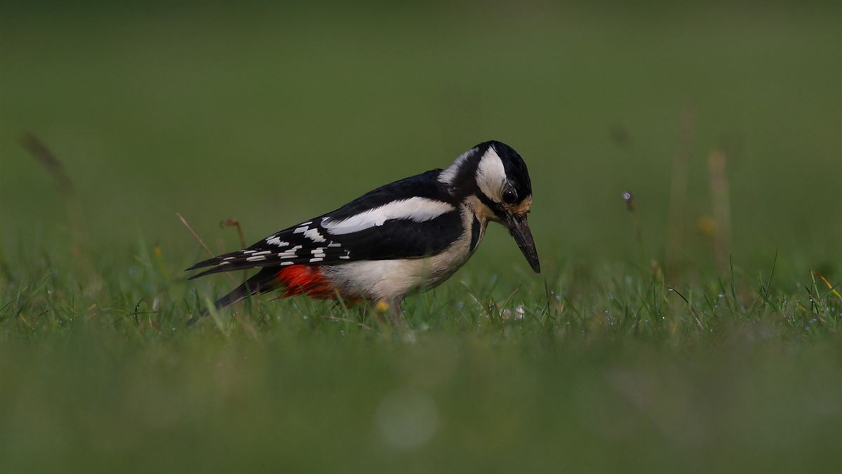 Great Spotted Woodpecker