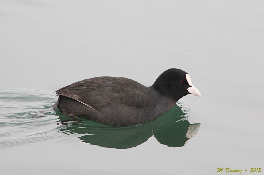 Eurasian Coot