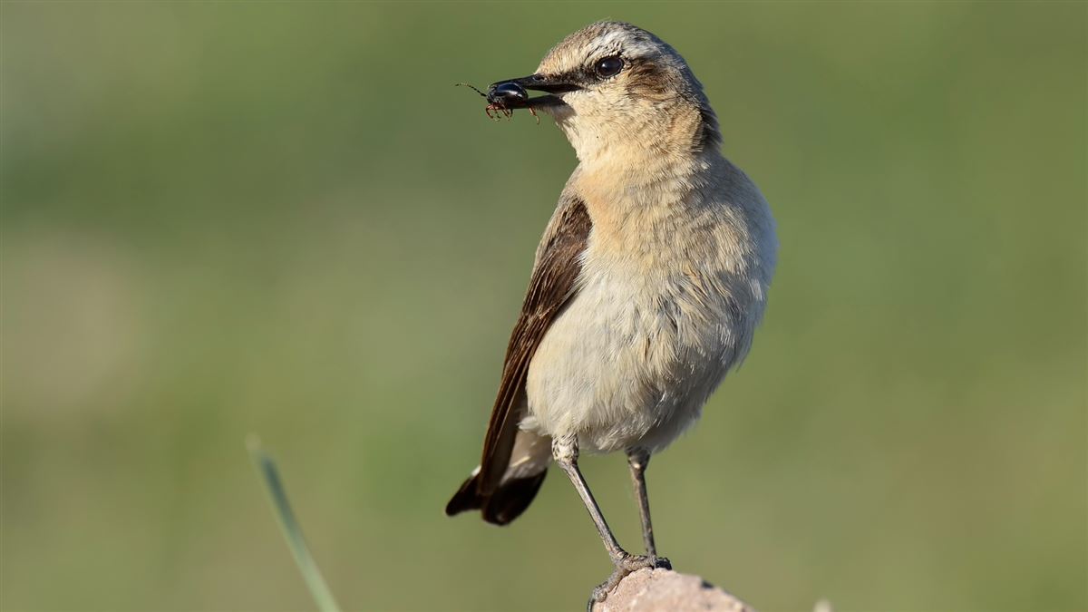 Northern Wheatear