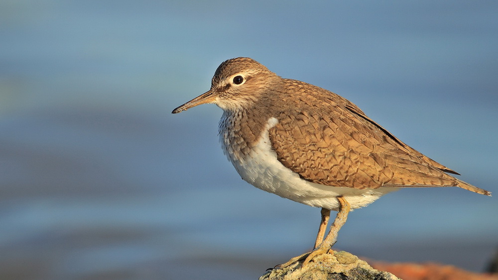Common Sandpiper