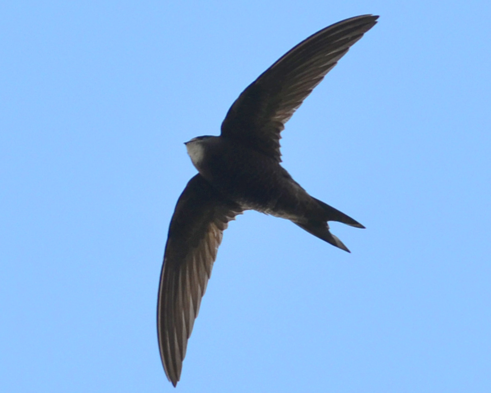 Common Swift