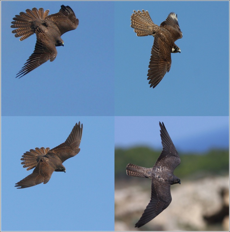 Eleonora`s Falcon