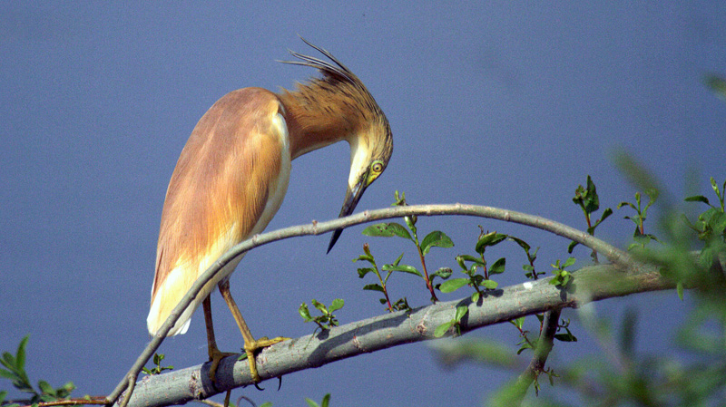 Squacco Heron