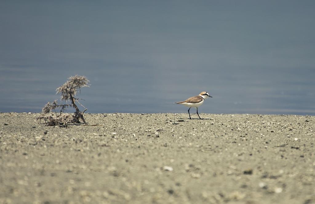 Kentish Plover