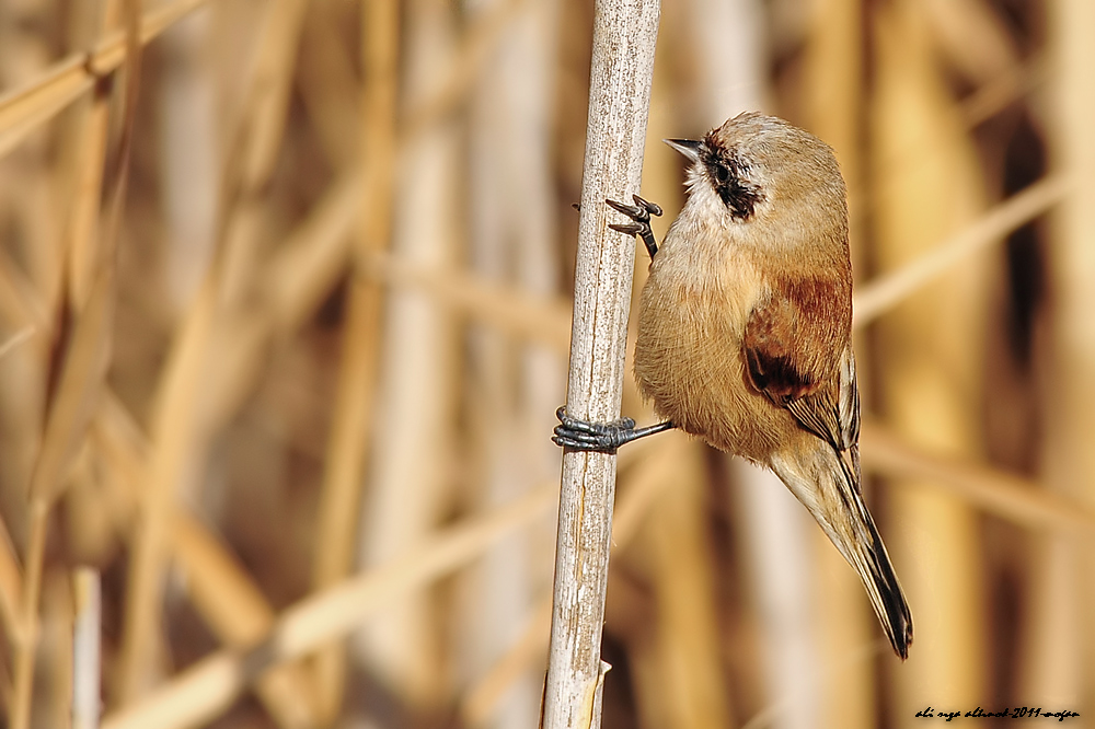 Eurasian Penduline Tit