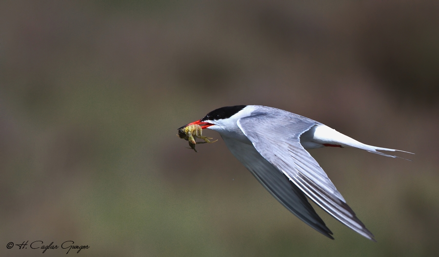Common Tern