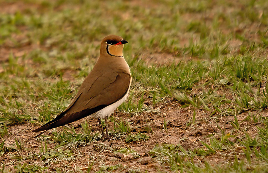 Collared Pratincole