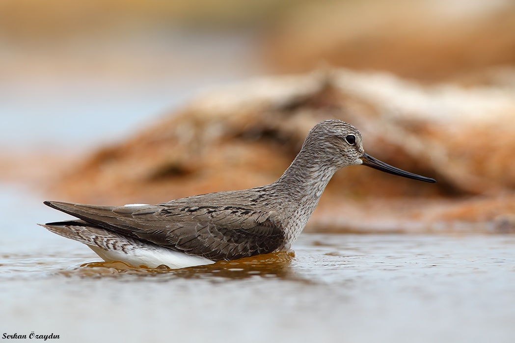 Terek Sandpiper