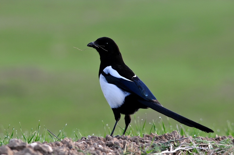 Eurasian Magpie