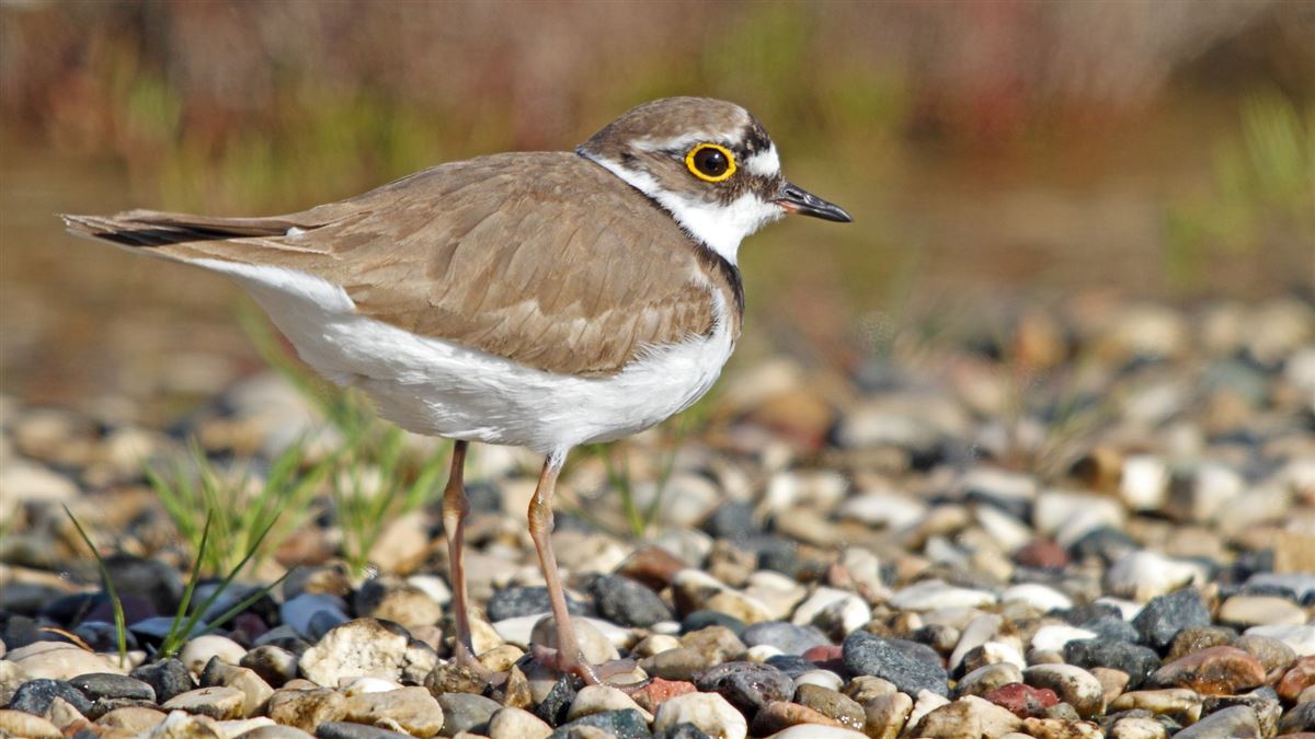 Little Ringed Plover