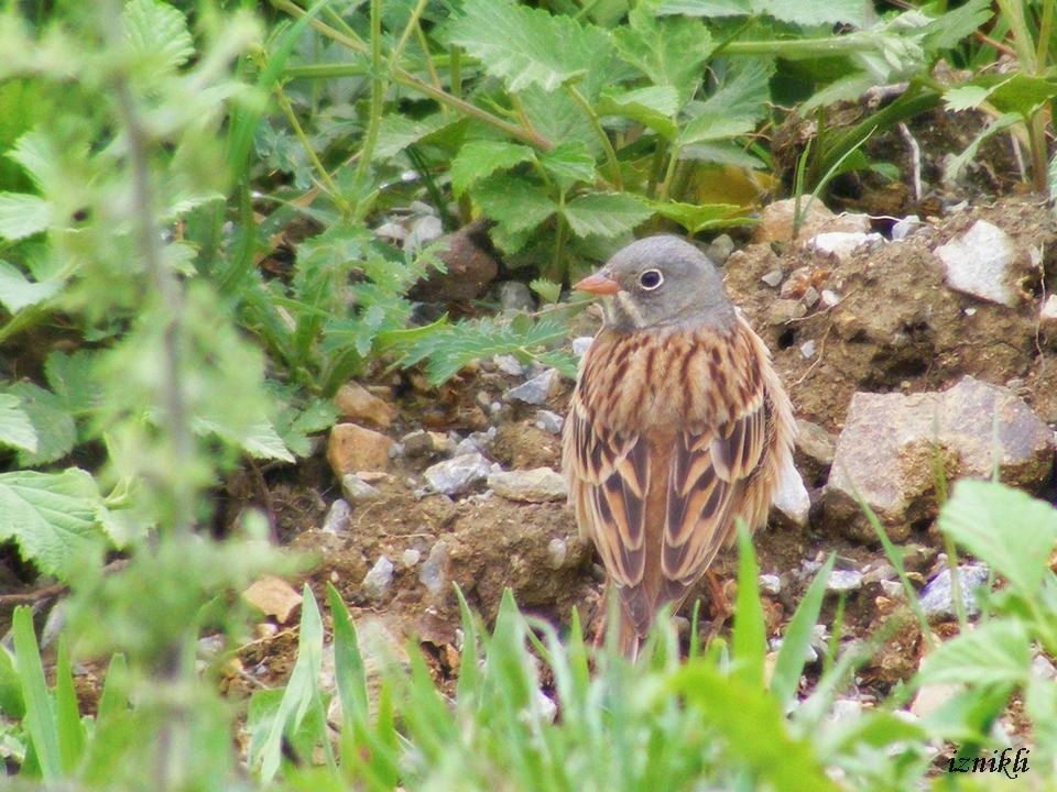 Ortolan Bunting