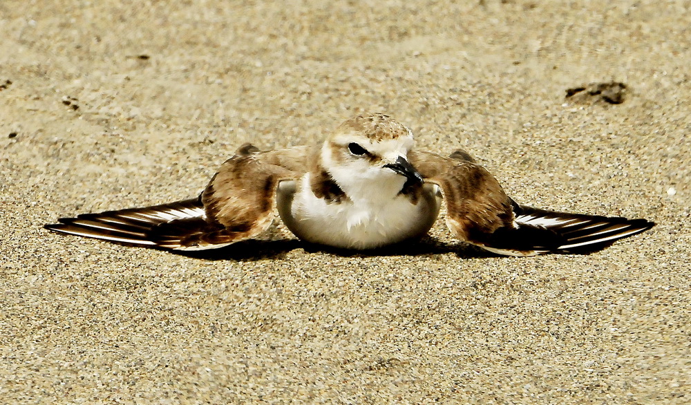 Kentish Plover