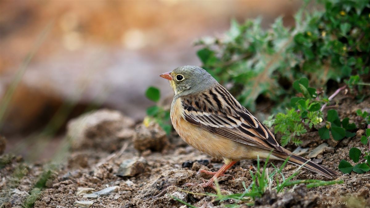 Ortolan Bunting