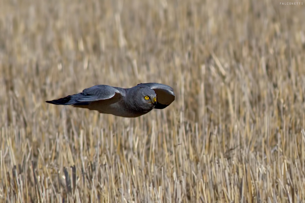 Hen Harrier